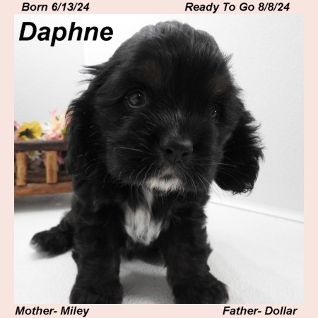 puppy, for, sale, Cocker Spaniel, Joe & Cherri  Overlease, dog, breeder, Miller, MO, dog-breeder, puppy-for-sale, forsale, nearby, find, puppyfind, locator, puppylocator, aca